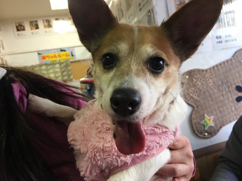【今日の里帰りワンコ🐶すももちゃん💕、美空ちゃん💕、ルナちゃん💕】